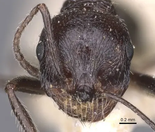 Messor rugosus - CASENT0913215