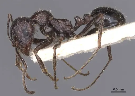 Messor rugosus - CASENT0913215