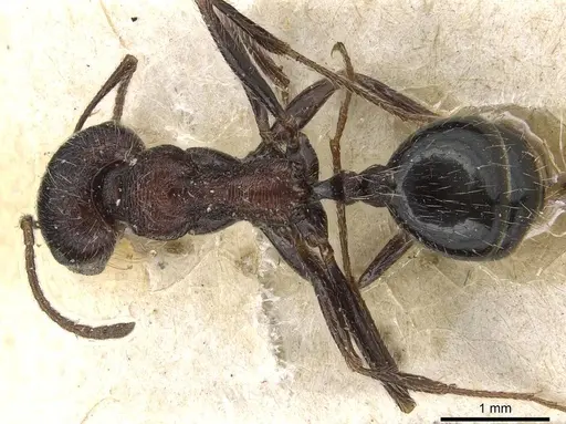 Messor rugosus - CASENT0915452