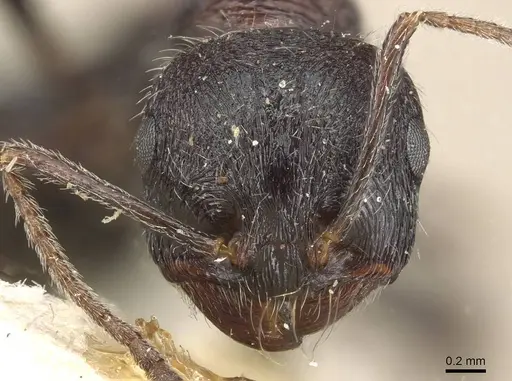 Messor rugosus - CASENT0915452