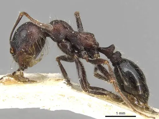 Messor rugosus - CASENT0915452