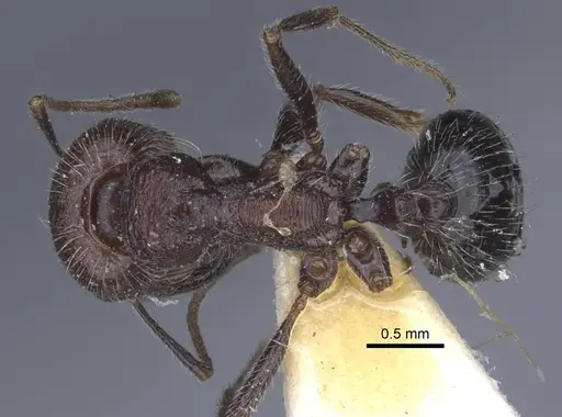 Messor rugosus - CASENT0916923