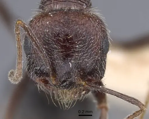 Messor rugosus - CASENT0916923