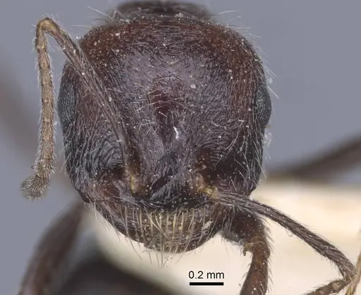 Messor rugosus - CASENT0916923