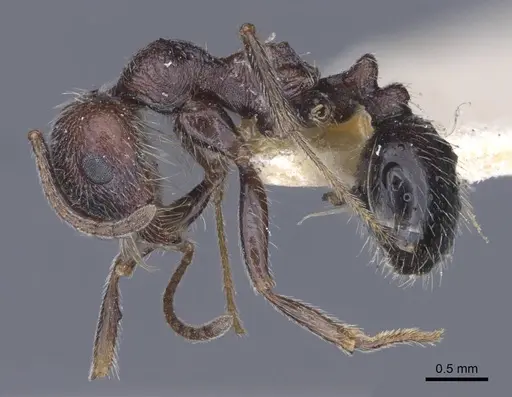 Messor rugosus - CASENT0916923