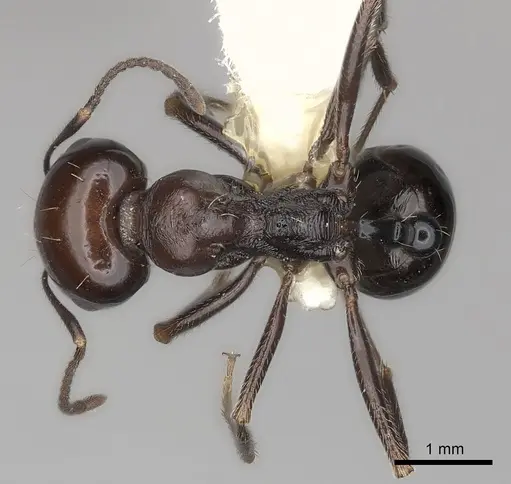 Messor sanctus specimen