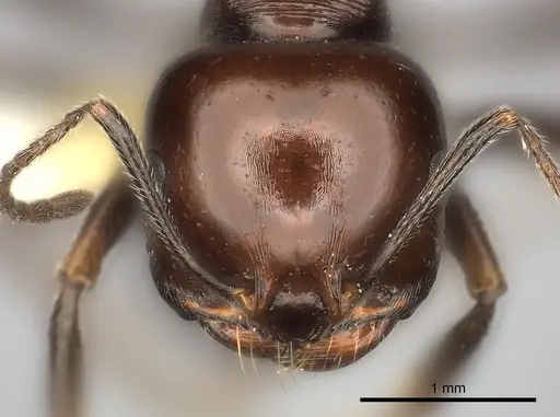 Messor sanctus specimen