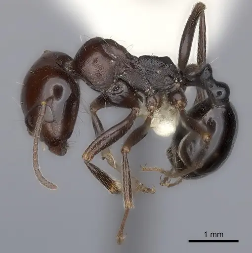 Messor sanctus specimen