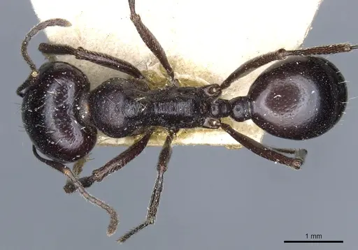 Messor sanctus - CASENT0904124