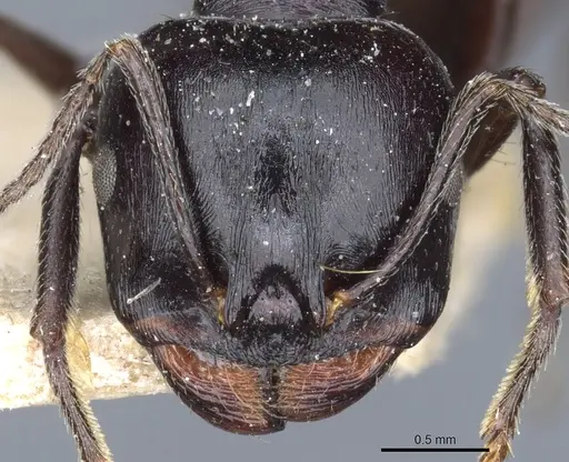 Messor sanctus - CASENT0904124