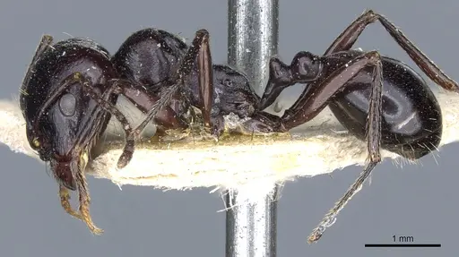 Messor sanctus - CASENT0904124