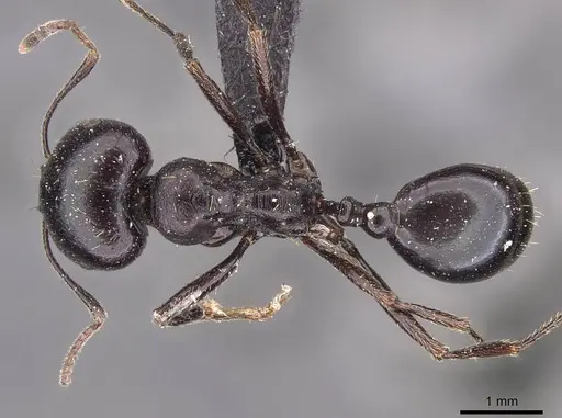 Messor sanctus - CASENT0907726