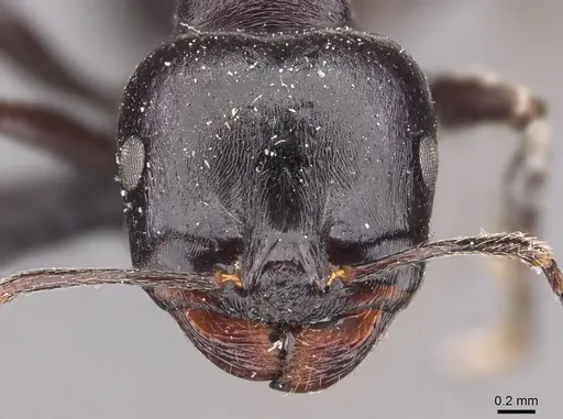 Messor sanctus - CASENT0907726