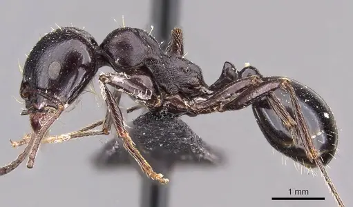 Messor sanctus - CASENT0907726