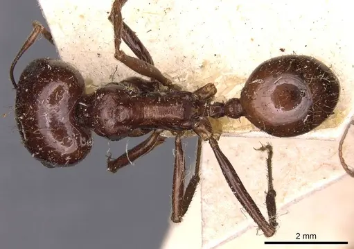 Messor santschii specimen