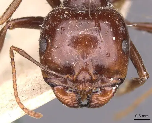 Messor santschii specimen
