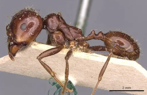 Messor santschii specimen