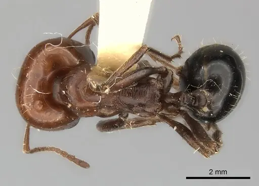 Messor semirufus specimen