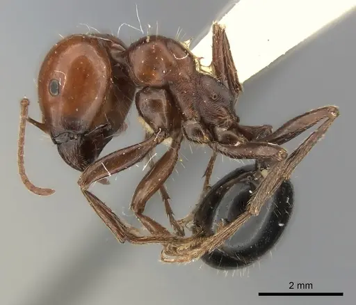 Messor semirufus specimen
