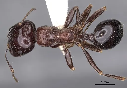 Messor semirufus - CASENT0900483