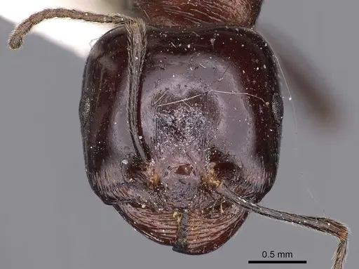 Messor semirufus - CASENT0900483