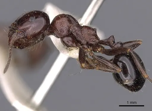 Messor semirufus - CASENT0900483