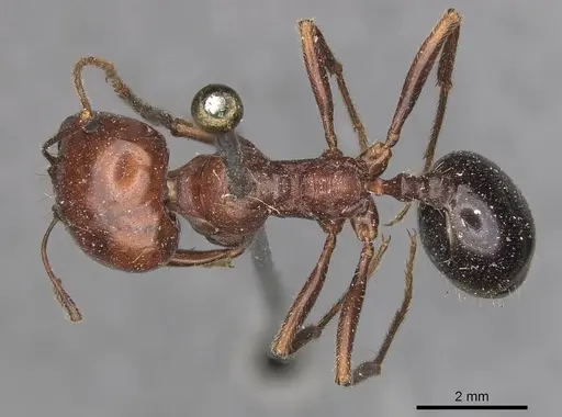 Messor semirufus - CASENT0907730