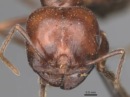 Messor semirufus - CASENT0907730