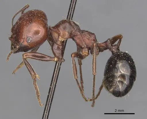 Messor semirufus - CASENT0907730