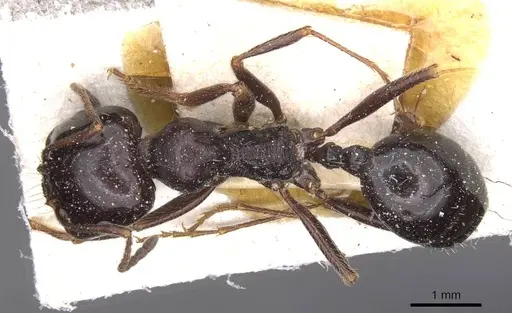 Messor semirufus - CASENT0913223