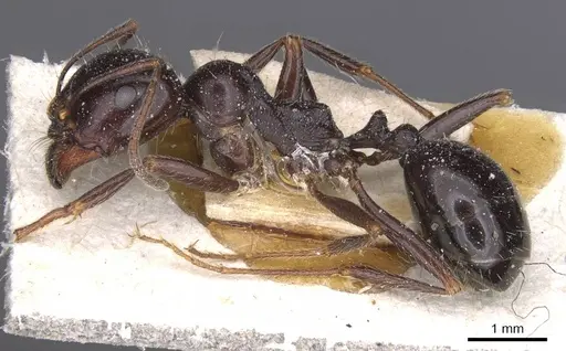 Messor semirufus - CASENT0913223