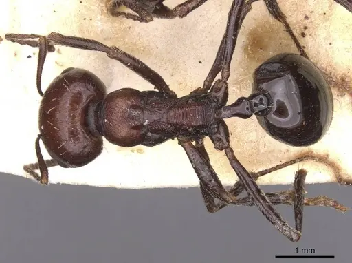 Messor semirufus - CASENT0913627