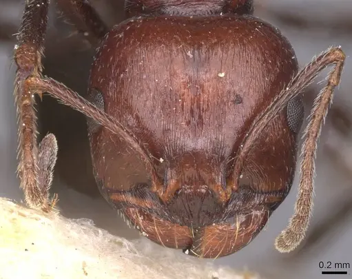 Messor semirufus - CASENT0913627