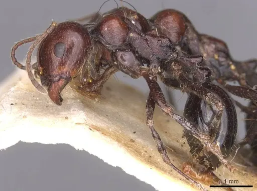 Messor semirufus - CASENT0913627