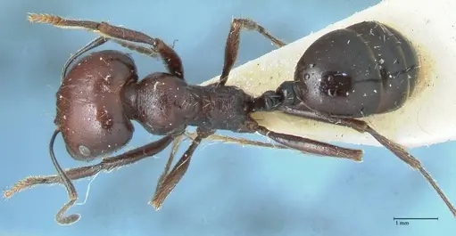 Messor semirufus - FOCOL1264