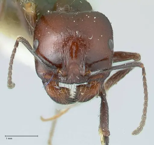 Messor semirufus - FOCOL1264