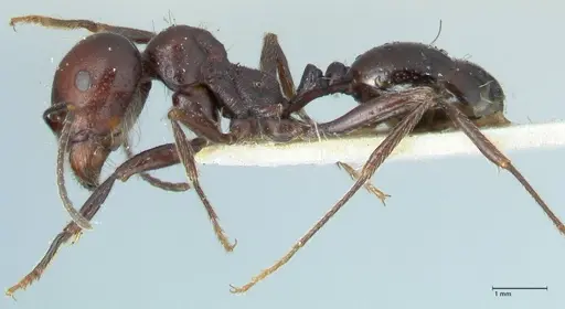 Messor semirufus - FOCOL1264