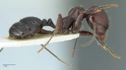 Messor semirufus - FOCOL1264