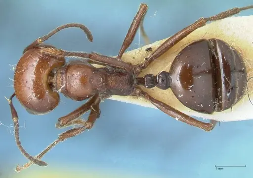 Messor semirufus - FOCOL1265