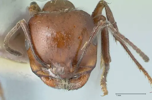 Messor semirufus - FOCOL1265