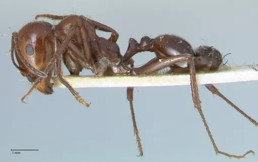 Messor semirufus - FOCOL1265