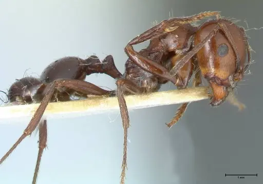 Messor semirufus - FOCOL1265