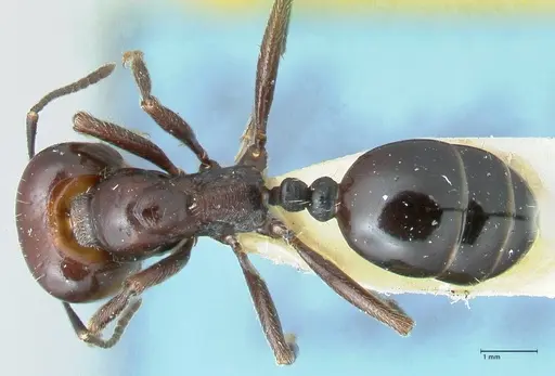 Messor semirufus - FOCOL1266