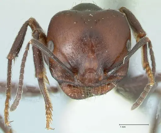 Messor semirufus - FOCOL1266
