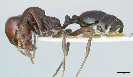 Messor semirufus - FOCOL1266