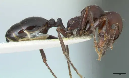 Messor semirufus - FOCOL1266