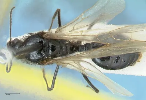 Messor semirufus - FOCOL1267