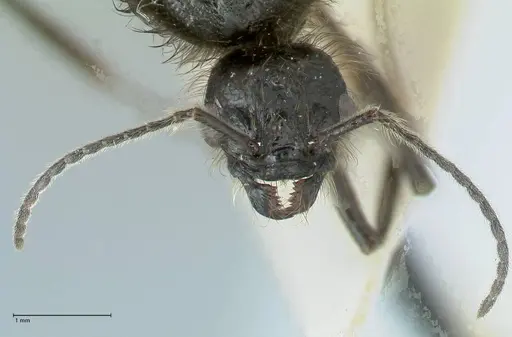 Messor semirufus - FOCOL1267