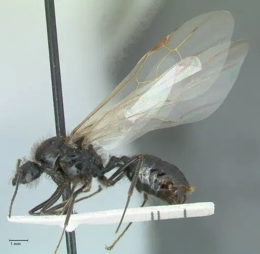 Messor semirufus - FOCOL1267