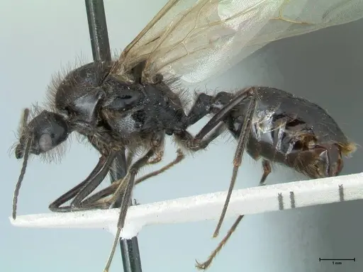 Messor semirufus - FOCOL1267